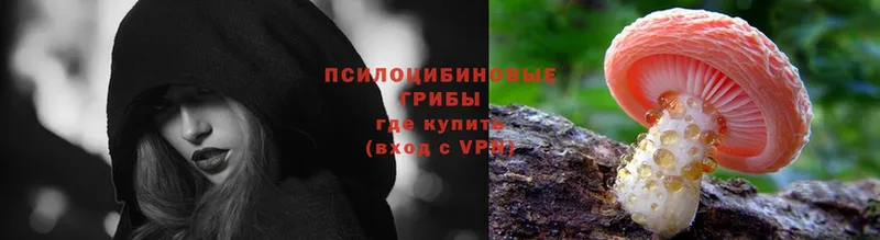 Галлюциногенные грибы Psilocybe Горячий Ключ